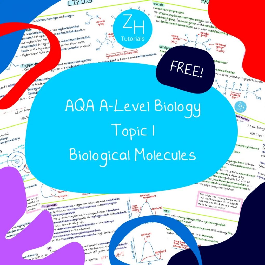 Biological Molecules | Carbohydrate, Lipid, Protein, Enzyme, DNA and RNA, ATP, Water and Ion