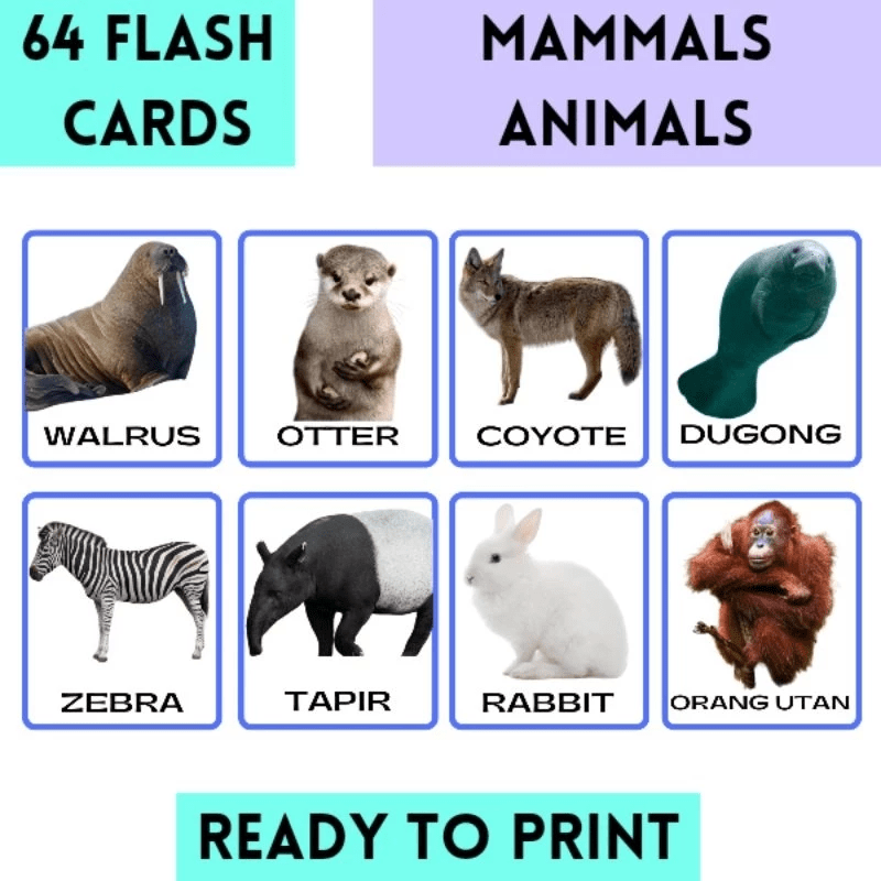 PDF 64 Flashcards Mammals Animals Flashcards Preschool Children Educational Montessori Kad Bergambar Toddler Digital